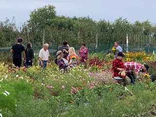 Sweet Berry Farm flower fields 